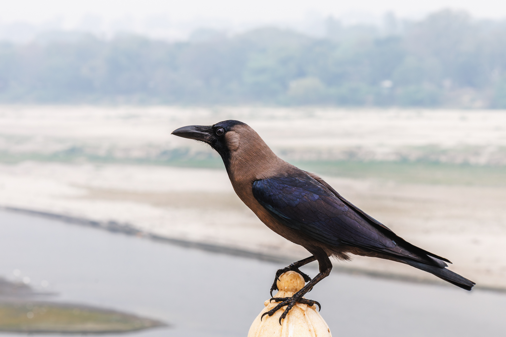 Ворон блестящий (Corvus splendens)