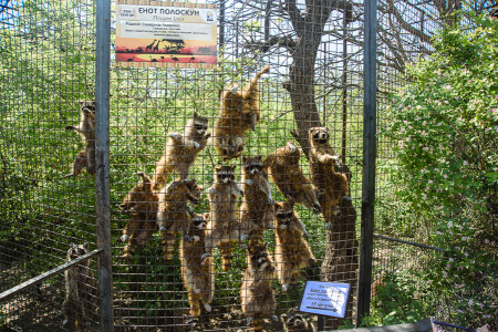 Попрошайки)