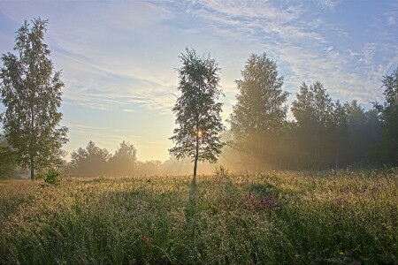 Росяное утро