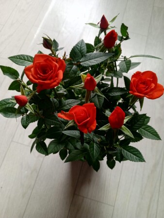 Розы в горшке 