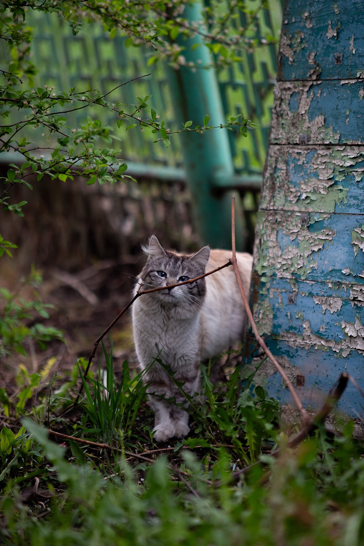 Кот