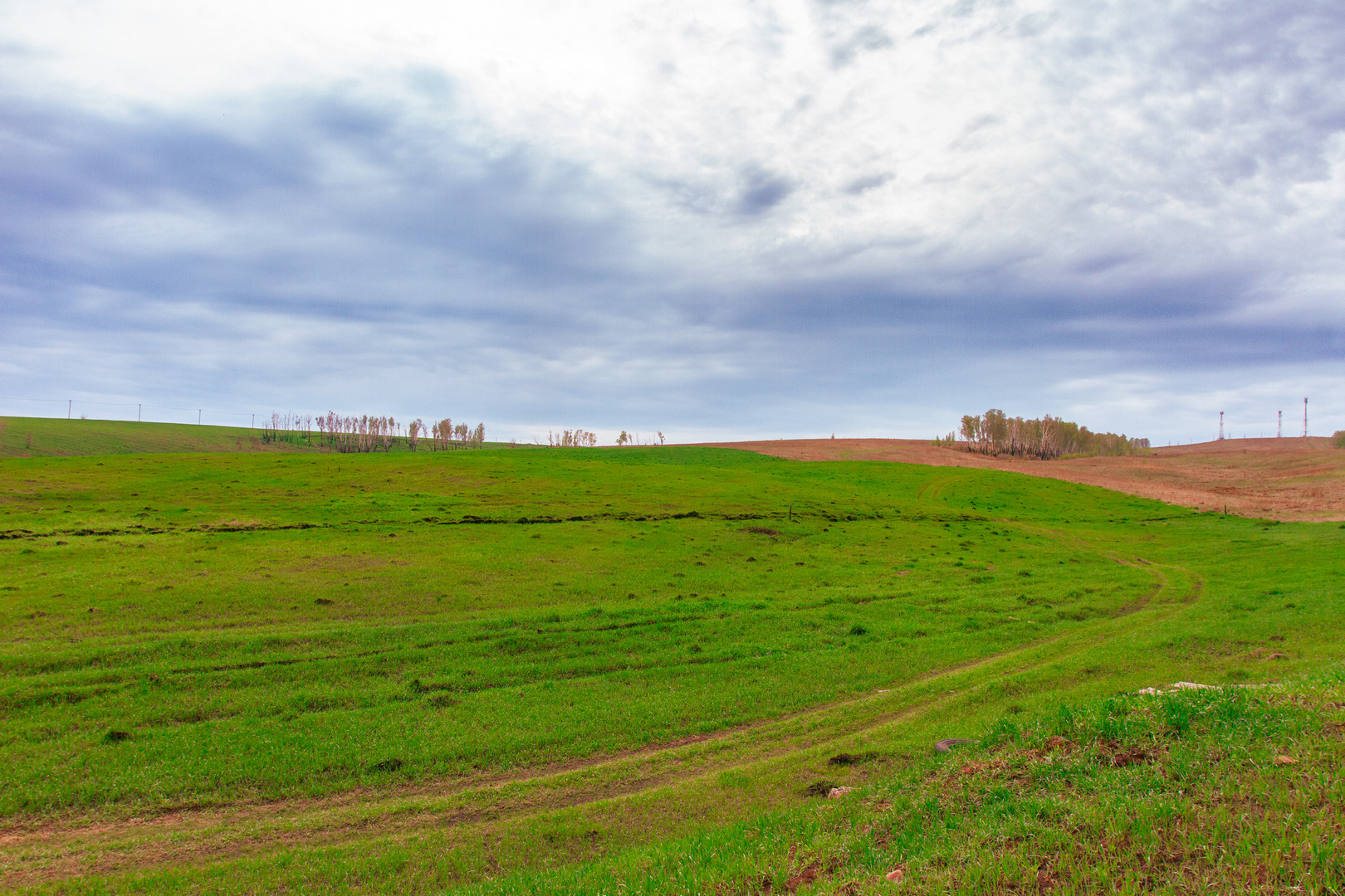 Зазеленело