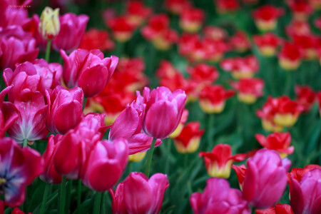 Тюльпаны