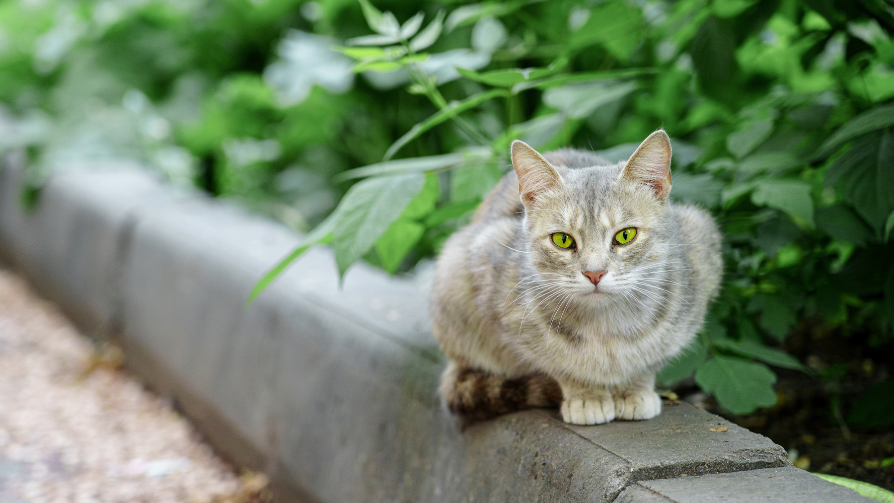 Кошка