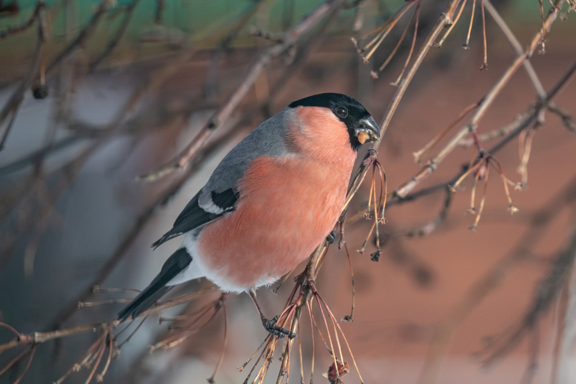tamron 100-400mm f/4.5-6.3 di vc