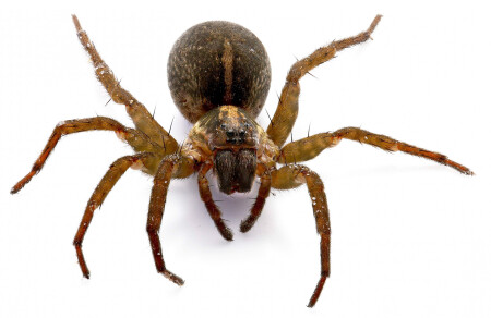 Паук