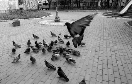 ... (Санкт-Петербург, 2016)