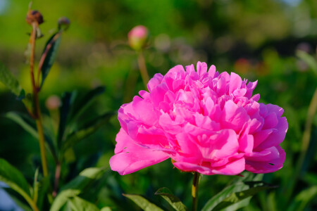 Ботанический сад КФУ Симферополь