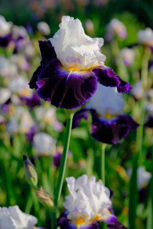 Ботанический сад КФУ Симферополь