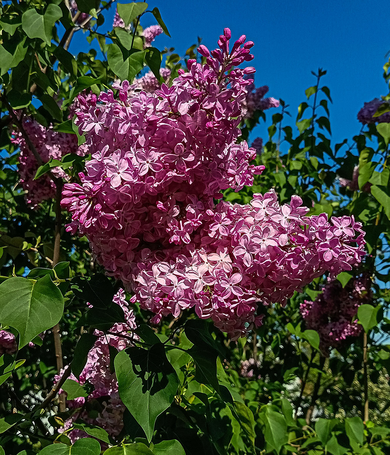 Весенний букет