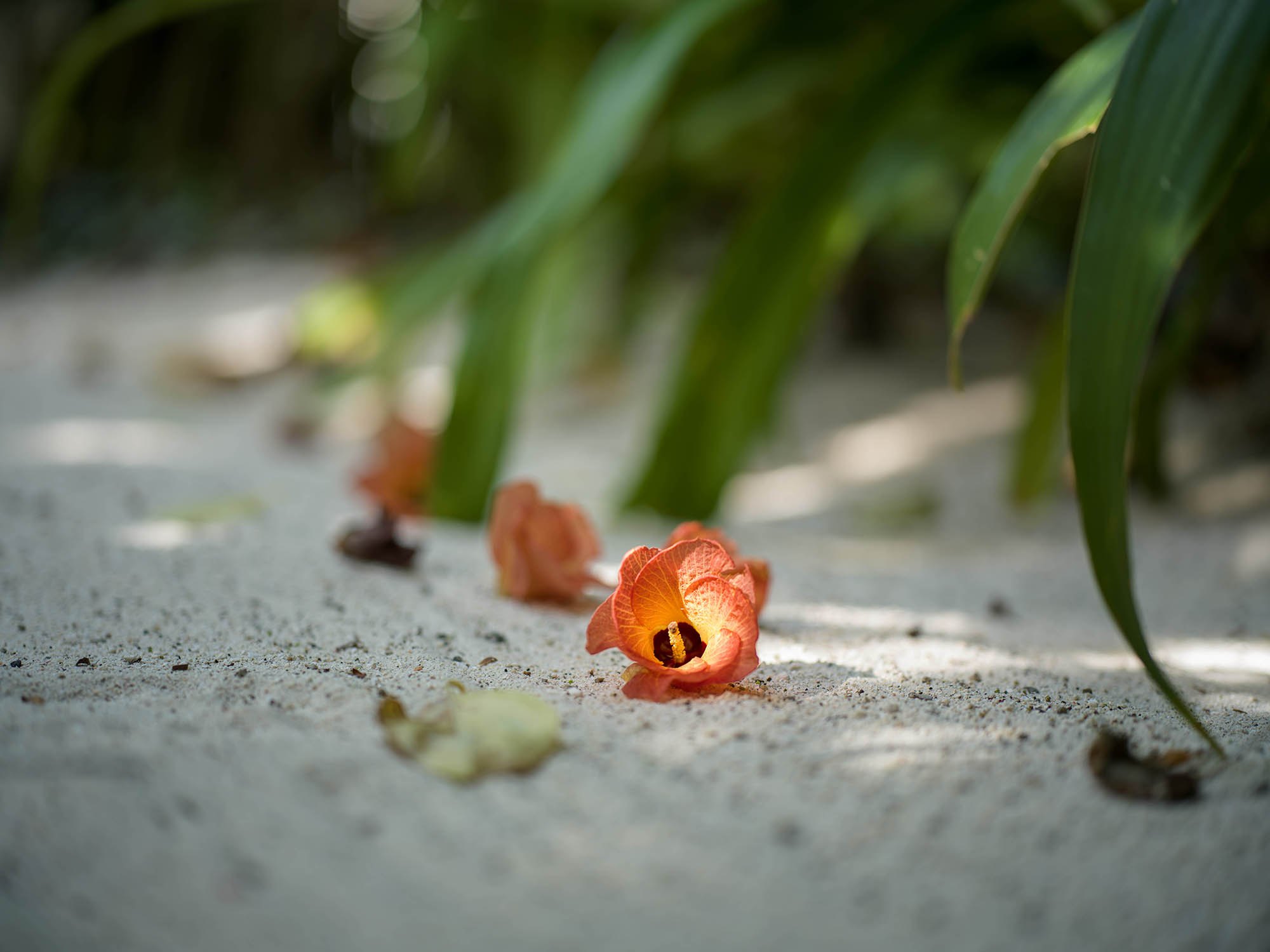 Maldives 3