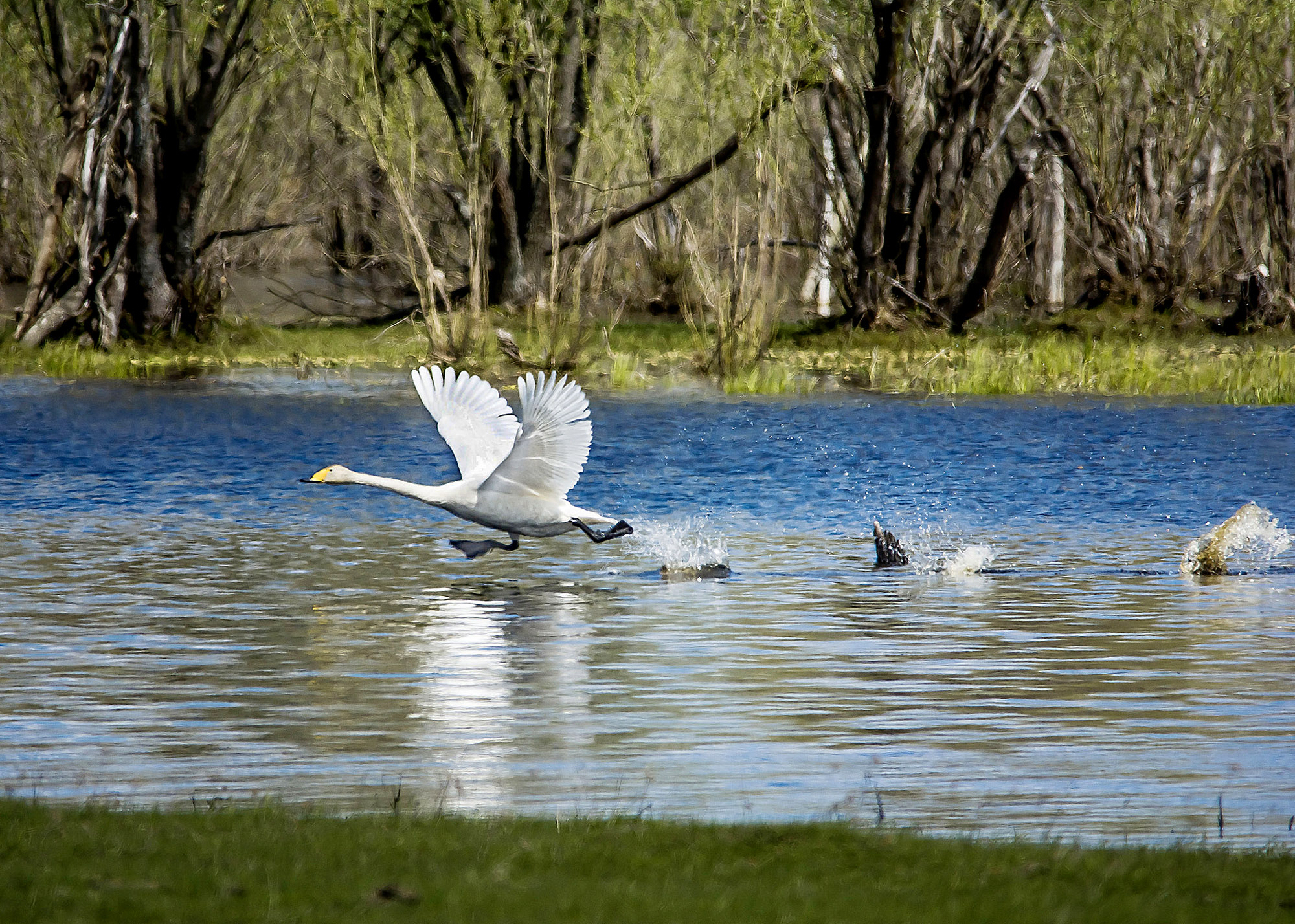 По воде, аки по суху.