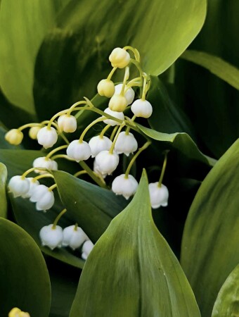 Ландыш серебристый