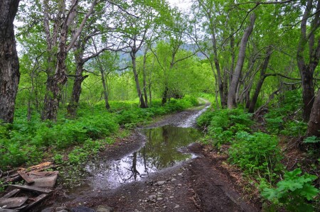 Аллея..июнь