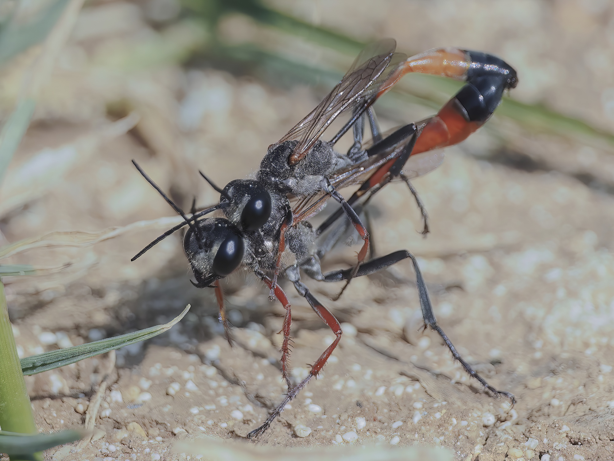 Осы Ammophila sabulosa