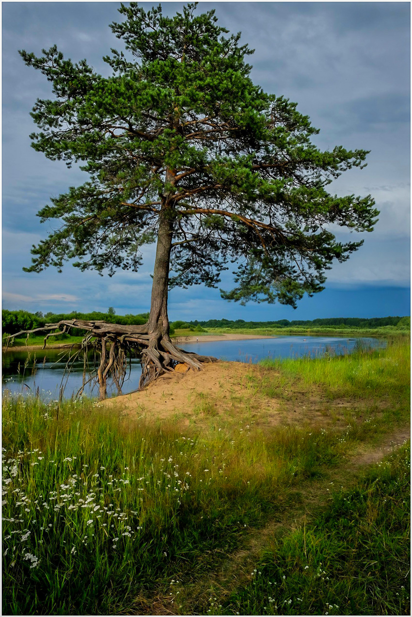 Одинокая сосна