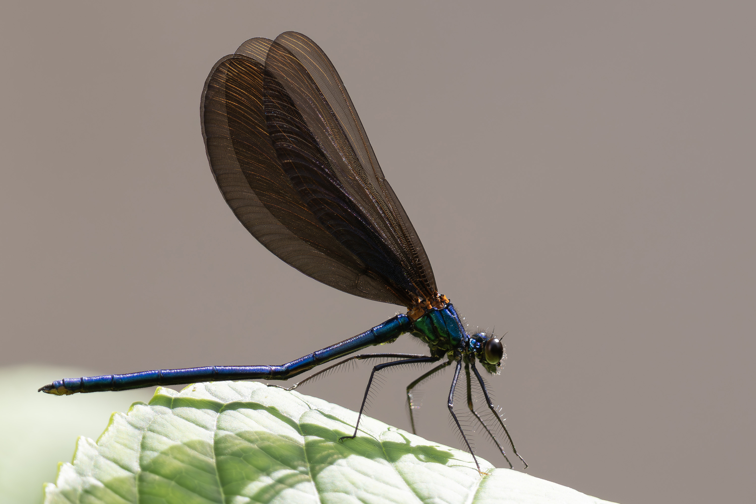 Beautiful demoiselle