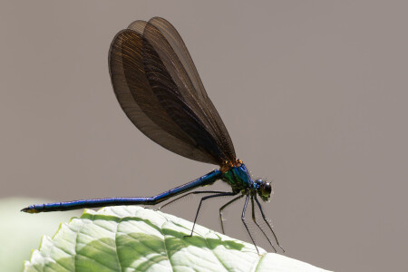 Beautiful demoiselle