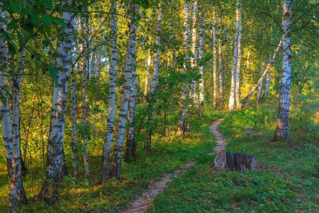 Солнечные березы