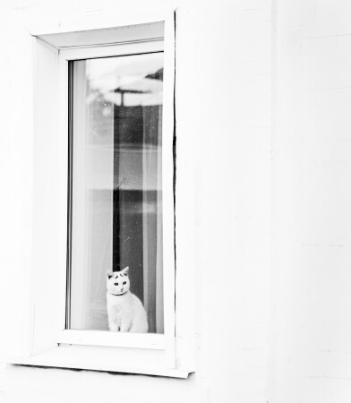 Белая кошка смотрит на чёрного кота