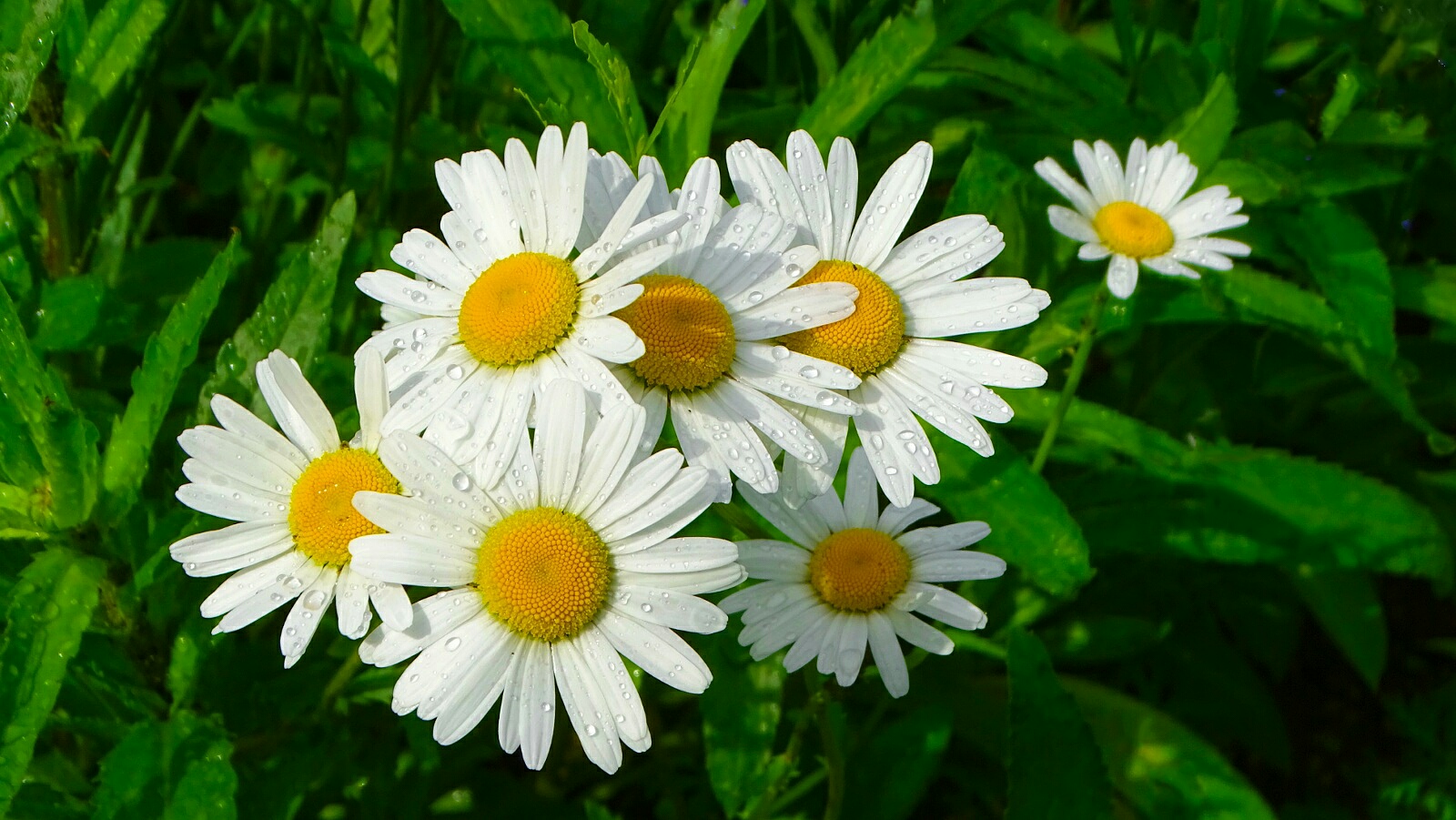 Цветы