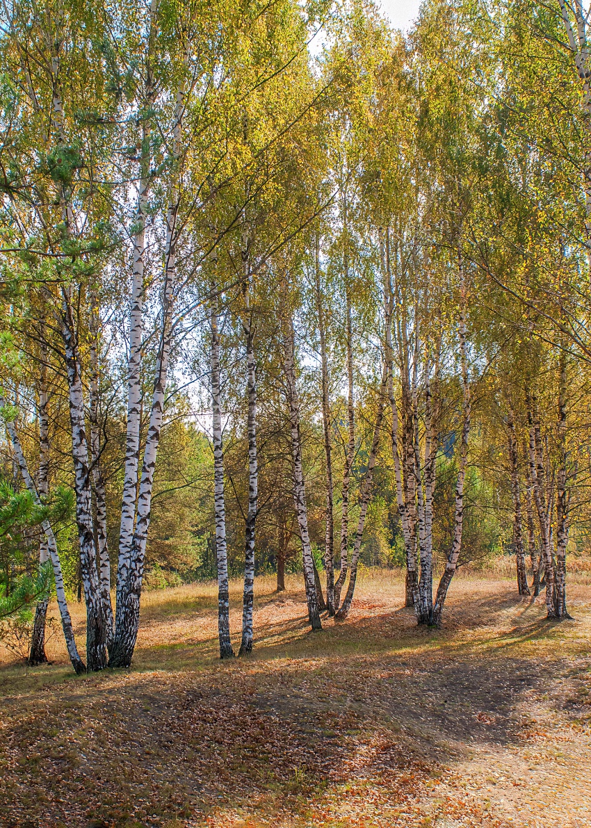 Осенний лес