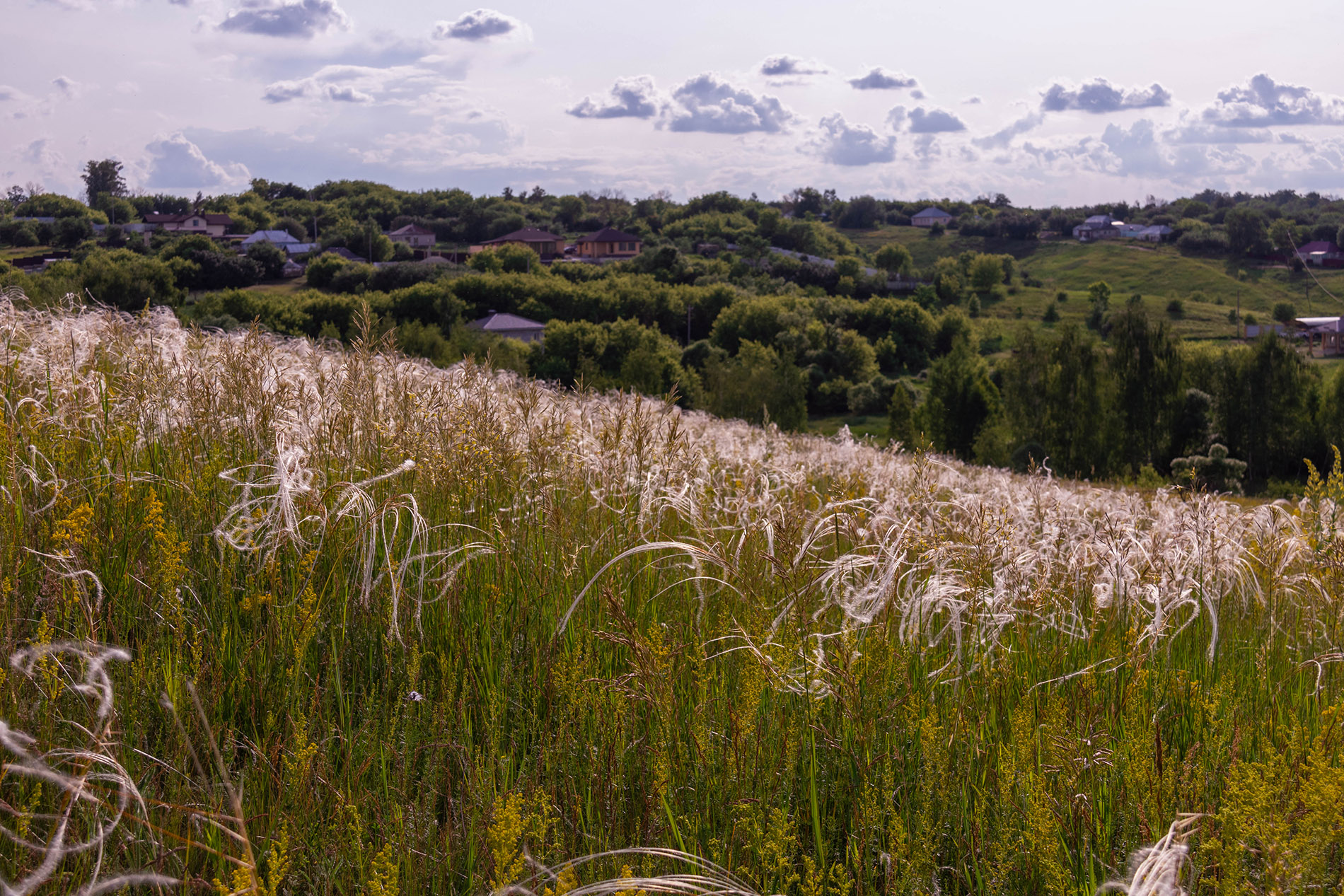 Ковыль