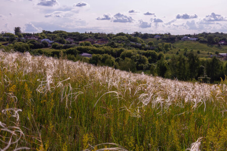 Ковыль