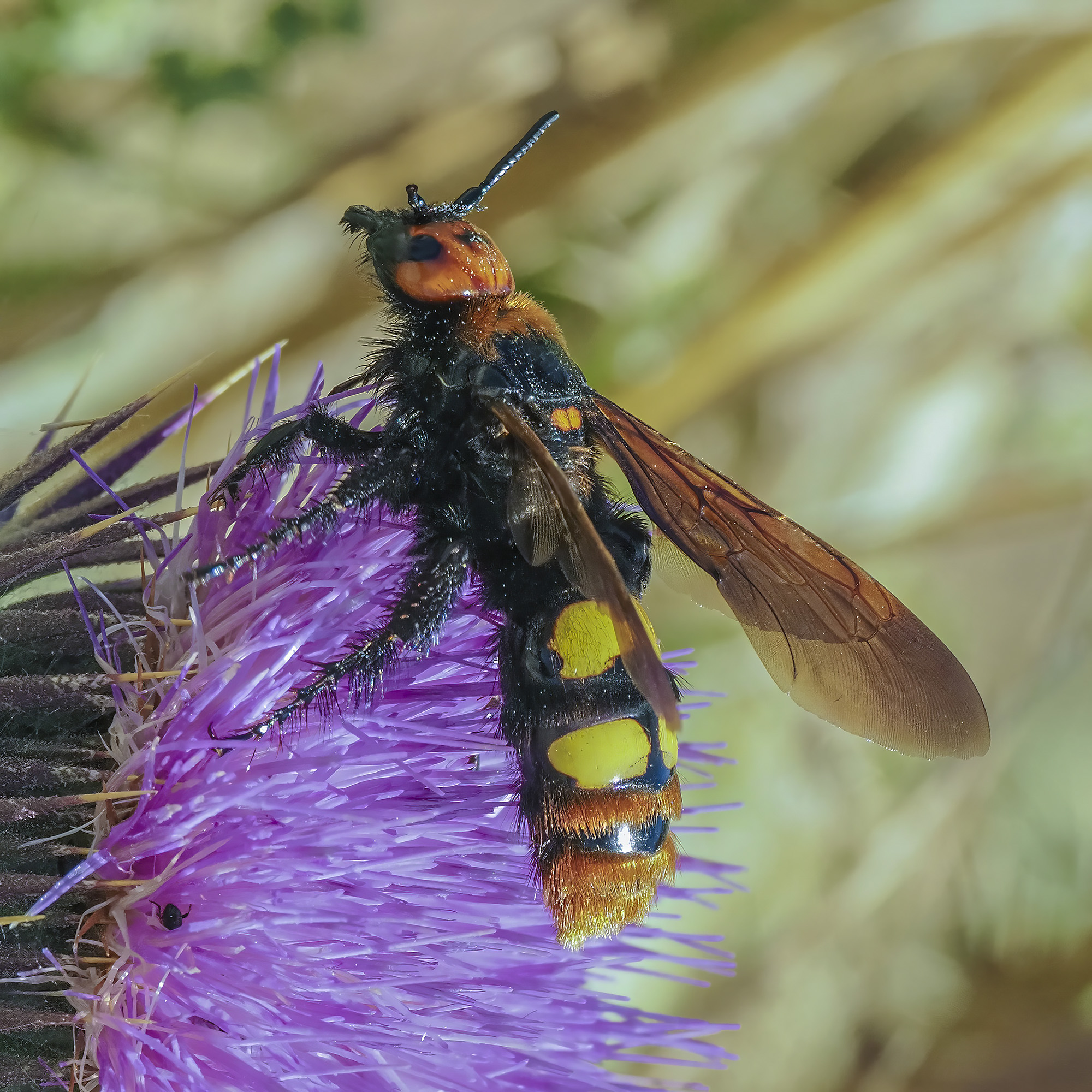 Pygodasis quadrimaculata