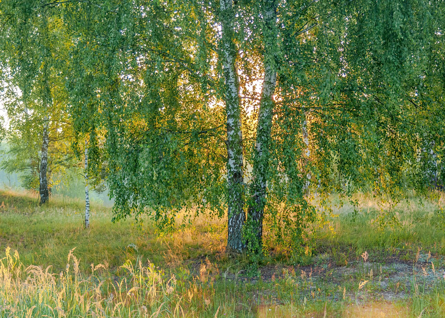 Утро в лесу