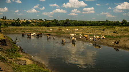Коровки на водопое