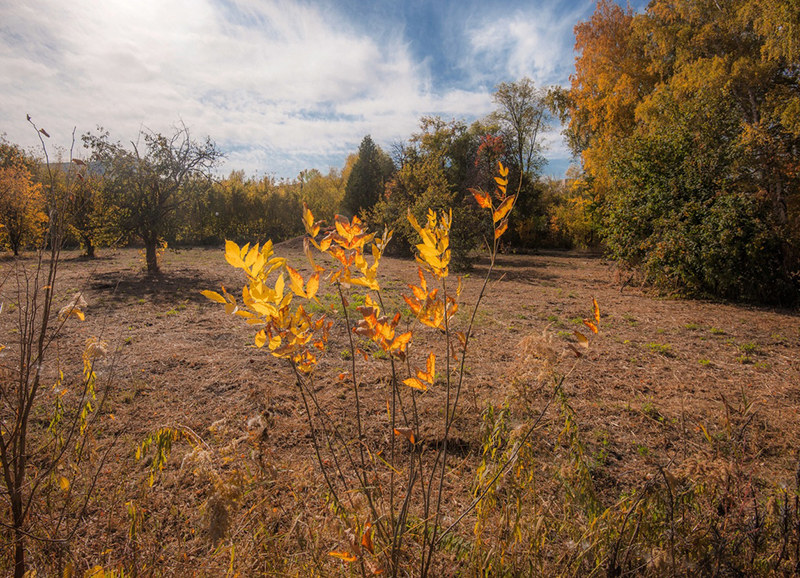 Предвестник осени