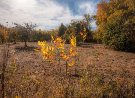 Предвестник осени