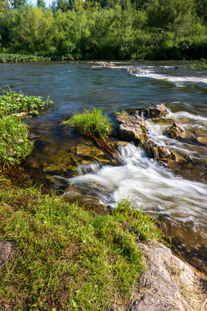 Золотой Китат