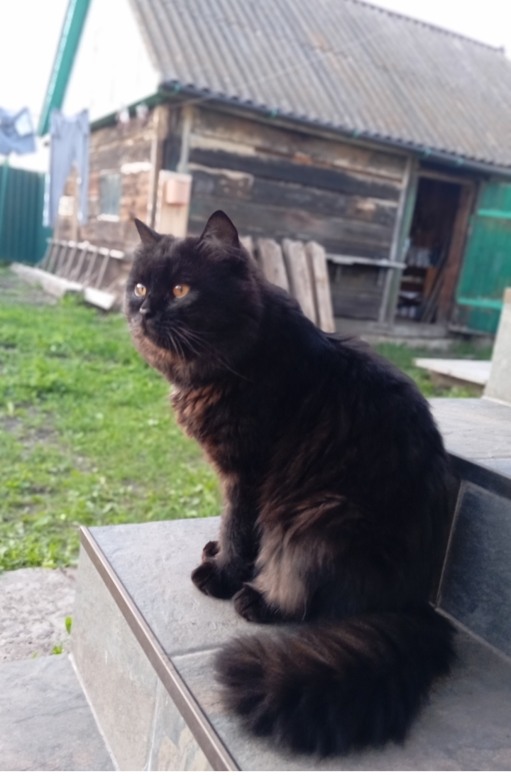 Кот бегемот
