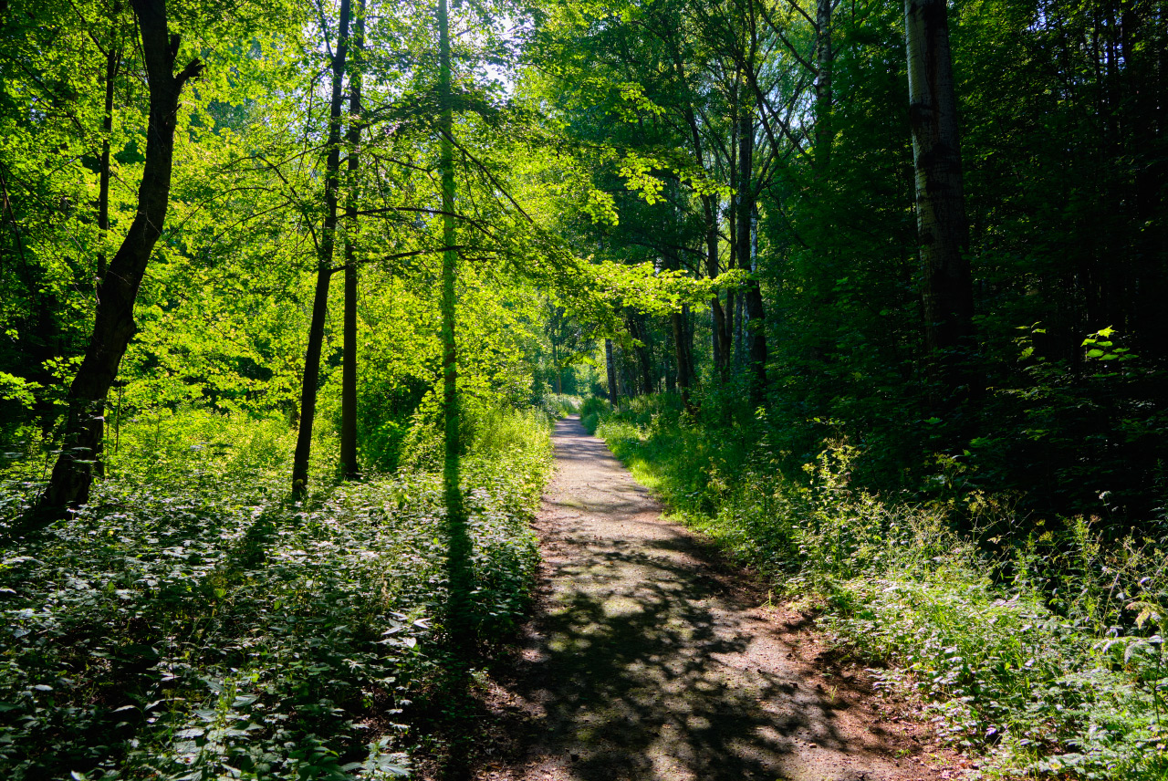 Аллея в парке