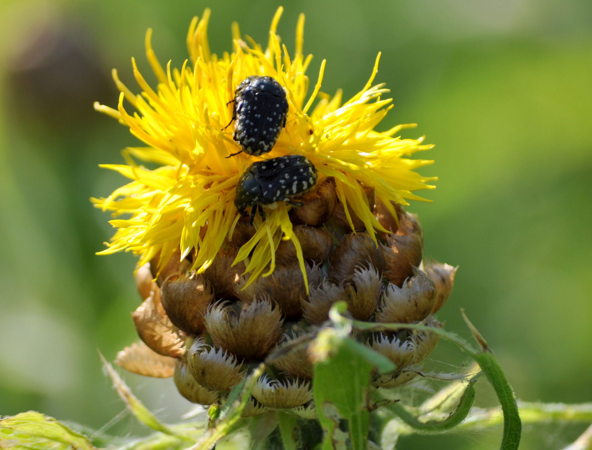 Бронзовка вонючая (лат. Oxythyrea funesta) — жук из семейства пластинчатоусых