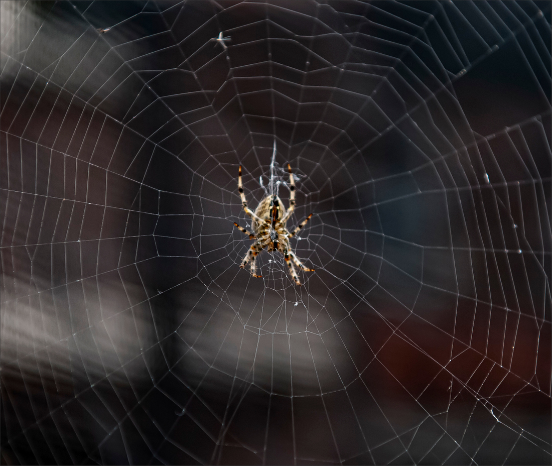spider