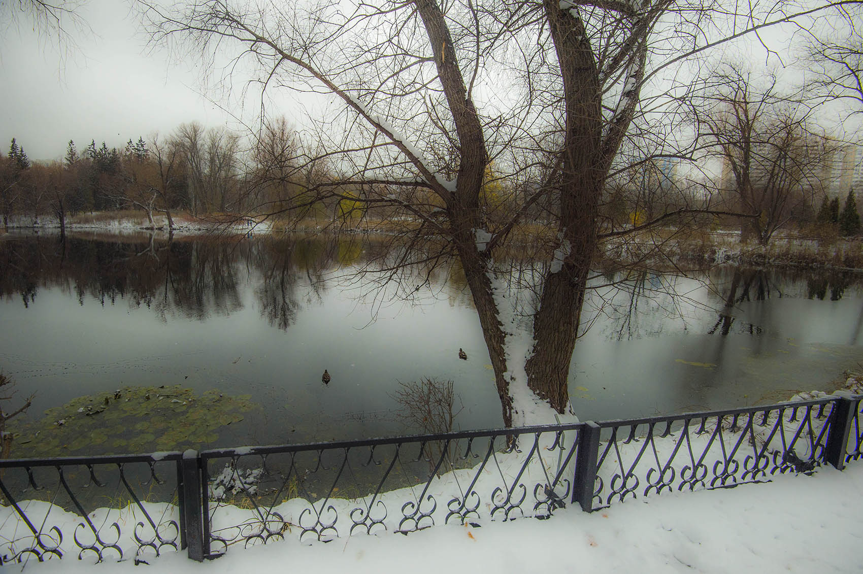 Незамерзающий водоём с утками