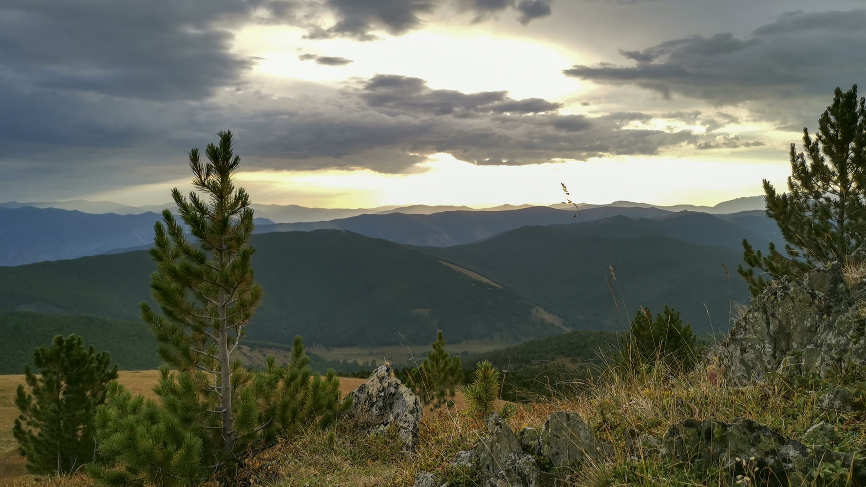 горы, кедры, облака