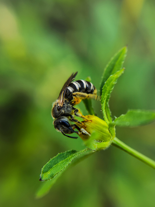 Megachile
