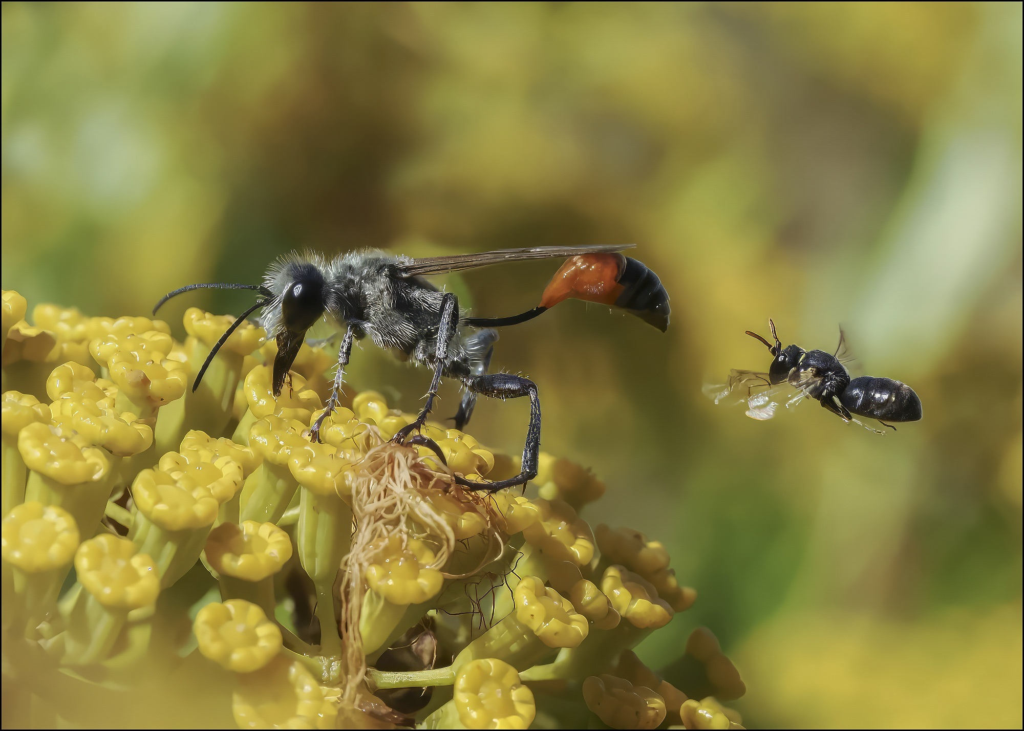 Оса Ammophila sabulosa и пчела