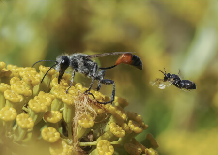 Оса Ammophila sabulosa и пчела