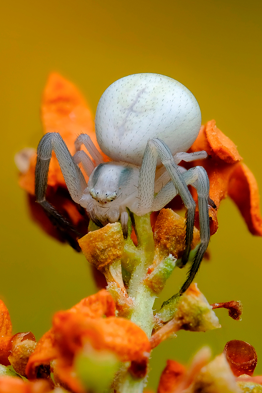 Цветочный паук (лат. Misumena vatia)