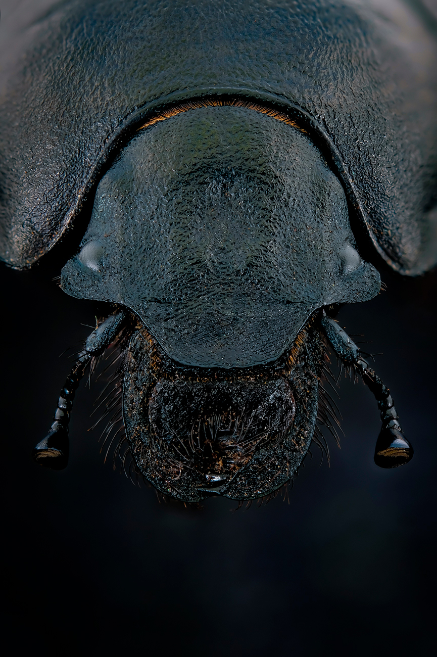 Навозник обыкновенный (лат. Geotrupes stercorarius)