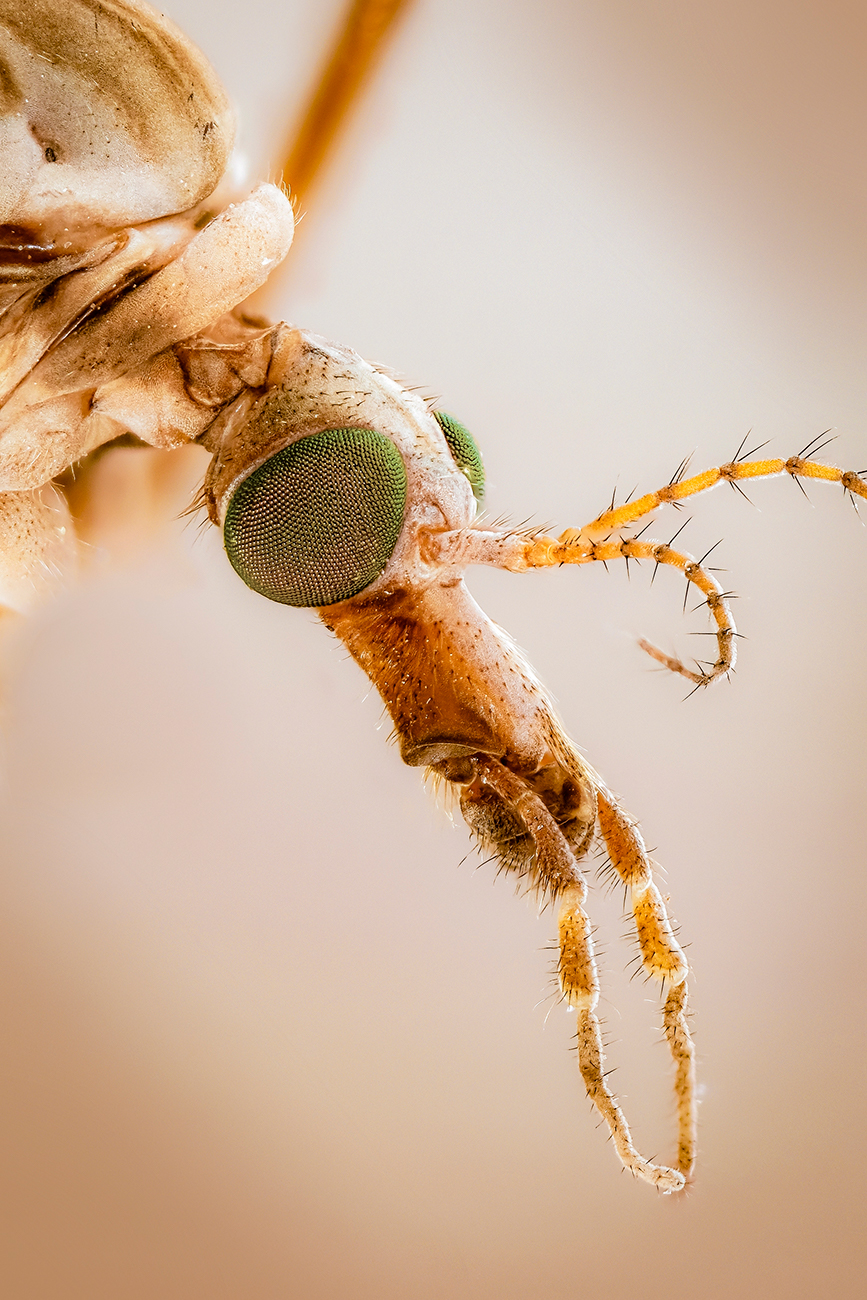Комар-долгоножка (лат. Tipulidae)
