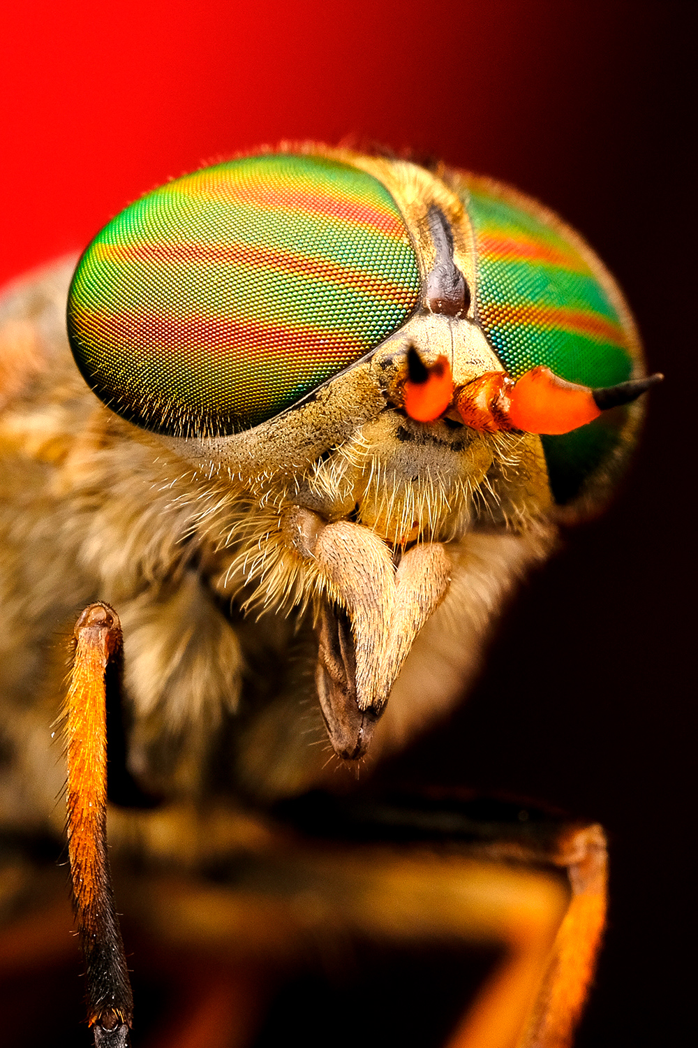 Слепень обыкновенный (Tabanidae)