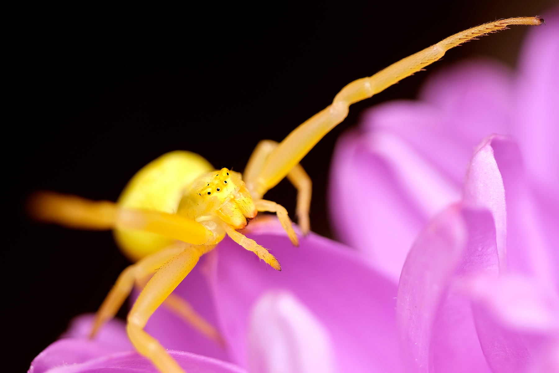 Цветочный паук (Misumena vatia)
