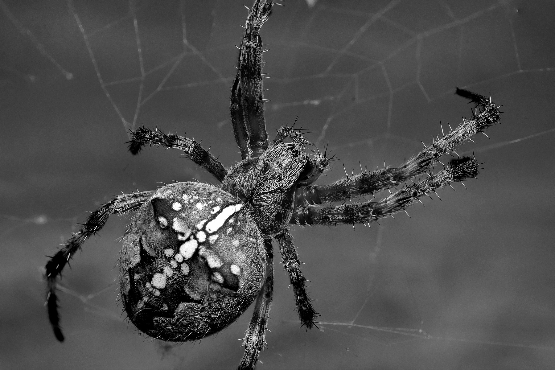 Крестовик (Araneus)