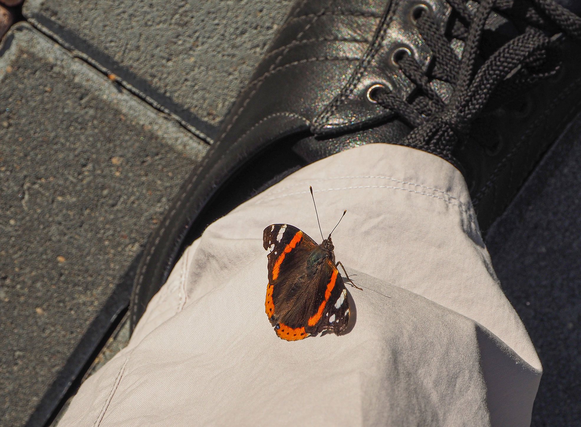 Адмирал (лат. Vanessa atalanta) 